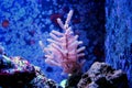 Colorful Acropora SPS coral in reef aquarium tank Royalty Free Stock Photo