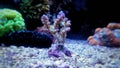 Colorful Acropora SPS coral in reef aquarium tank Royalty Free Stock Photo