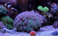 Colorful clavularia coral in reef aquarium tank Royalty Free Stock Photo