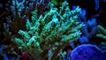 Colorful Acropora SPS coral in reef aquarium tank