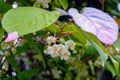 Colorful Actinidia kolomikta flowering plant, commonly known as