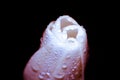 Colorful adenium flower blossom with dew drops on a dark background