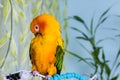 Colorful adorable sun conure parrot sitting Royalty Free Stock Photo