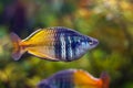 Colorful adult male Boeseman`s rainbowfish, Ayamaru lakes, beauty of nature Royalty Free Stock Photo