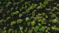 Colorful aerial view camera moves from green forest of dense mixed tree tops.