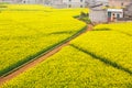 Colorful aerial view of a dirt path through mustard fields are in bloom Royalty Free Stock Photo