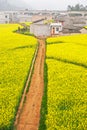 Colorful aerial view of a dirt path through mustard fields are in bloom Royalty Free Stock Photo