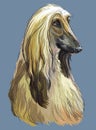 Colorful Afghan Hound vector hand drawing portrait