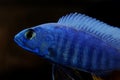 Colorful African Cichlid freshwater fish