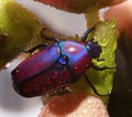Colorful African fruit/flower Beetle also called Purple Jewel Beetle from Tanzania forest Royalty Free Stock Photo