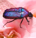 Colorful African fruit/flower Beetle also called Purple Jewel Beetle from Tanzania forest Royalty Free Stock Photo