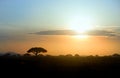 Colorful african landscape with silhouettes of acacia trees against vibrant african sunset at the foot of a volcano Kilimanjaro, Royalty Free Stock Photo