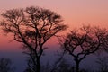 African sunset in the Kruger National Park, South Africa Royalty Free Stock Photo