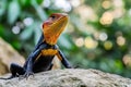 Colorful Agama Lizard Posing on a Rock in Nature Royalty Free Stock Photo