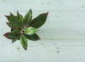 Colorful Aglaonema commutatum potted on wooden background with coppy space Royalty Free Stock Photo