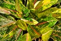 Colorful of the Aglaonema leaf Royalty Free Stock Photo