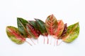 Colorful Aglaonema leaves Isolated on white