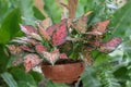 Colorful Aglaonema plants on pot in the garden.Common name: Aglaonema.