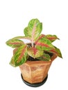 Colorful Aglaonema plants in pot isolate on white background.