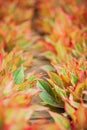 Colorful Aglaonema Siam Red Chinese Evergreen in a tropical nursery