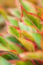 Colorful Aglaonema Siam Red in a tropical nursery