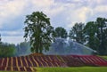 Colorful agricultural fields on Sauvie Island