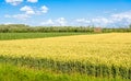Colorful agricultural landscape in the Netherlands Royalty Free Stock Photo