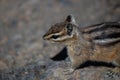 colorful alert chipmunk Royalty Free Stock Photo