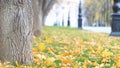 Colorful alley in the autumn park with street lights, leaves are fallng. Heavy wind blows maple leaves away. Slow motion