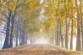 Colorful alley landscape in morning fog. Autumn sunny Magic forest. Wood, rural road, yellow leaves. Travel, walking, cycling, Royalty Free Stock Photo