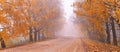 Colorful alley landscape in morning fog. Fall birch trees on dirt roadside. Autumn wood, rural view, red yellow leaves. Travel, Royalty Free Stock Photo