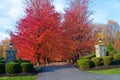 Colorful alley of red autumn trees. Landscaping in front of the entrance to the courtyard of the house Royalty Free Stock Photo
