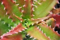 Colorful Aloe Succulent Plant Royalty Free Stock Photo