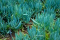 Colorful Aloe Vera of Kirstenbosch Botanical Gardens Royalty Free Stock Photo