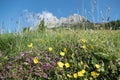 Colorful alpine flowers in the spring