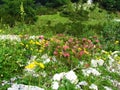 Colorful alpine garden with pink and yellow flowers incl. hairy alpenrose