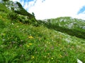 Colorful alpine meadow full of pink red clover and other yellow and white flowers Royalty Free Stock Photo