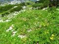 Colorful alpine meadow full of white, yellow and pink flowers Royalty Free Stock Photo