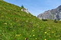 Colorful alpine meadow with pink and yellow flowers Royalty Free Stock Photo