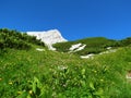 Colorful alpine meadow with red clover and yellow flowers with the peak of Debeli vrh Royalty Free Stock Photo