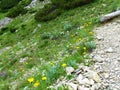 Colorful alpine meadow with yellow, blue and white flowers Royalty Free Stock Photo