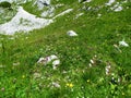 Colorful alpine meadow with white, yellow and pink flowers in Julian alps Royalty Free Stock Photo