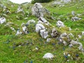 Colorful alpine meadow with yellow and blue flowers in Slovenia Royalty Free Stock Photo