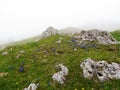 Colorful alpine meadow with yellow and blue flowers in Slovenia incl. spring gentian