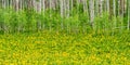 Colorful Alpine Meadow With Yellow Flowers