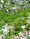 Colorful alpine meadow with yellow hawkbit (Leontodon pyrenaicus)