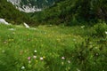 Colorful alpine meadow with yellow, pink and white flowers Royalty Free Stock Photo