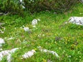 Colorful alpine meadow with yellow, white, purple and pink flowers Royalty Free Stock Photo