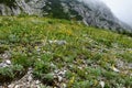 Colorful alpine rock garden under Crna Prst in Julian alps and Triglav national park