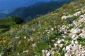 Colorful alpine rock garden with white and blue flowers in Julian alps